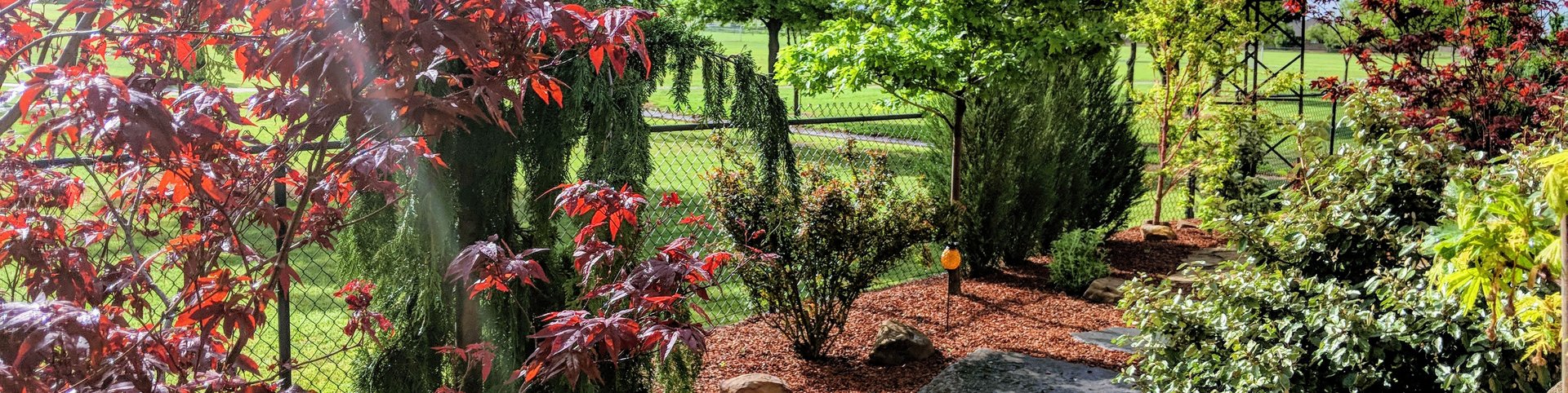 Mulched garden beds with stepping stones, Japanese maples and evergreens along a backyard fence