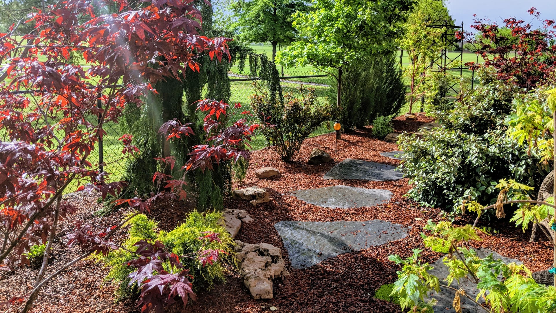 Red mulch landscape bed with flagstone stepping stones winding between Japanese maples and evergreen shrubs